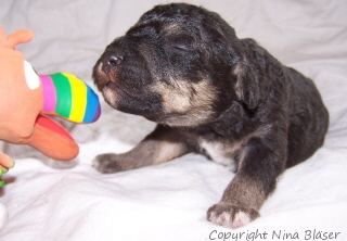 Alanus 09042006-1.jpg